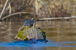 Turtle Sunning On Log